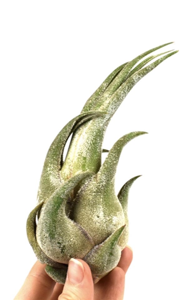 Tillandsia seleriana