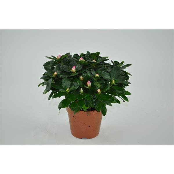 Azalea simsii Huelsten Bunt