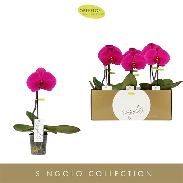 Phalaenopsis hybrida Singolo Shima