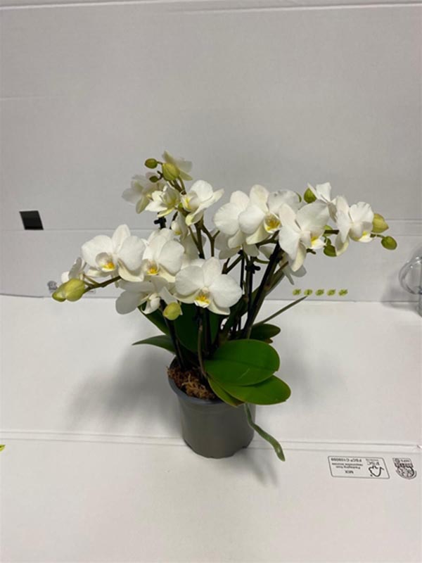 Phalaenopsis hybrida Multiflora 4 5 6 T Sandra