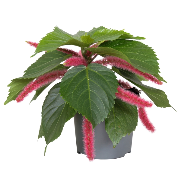 Acalypha hispida Pink