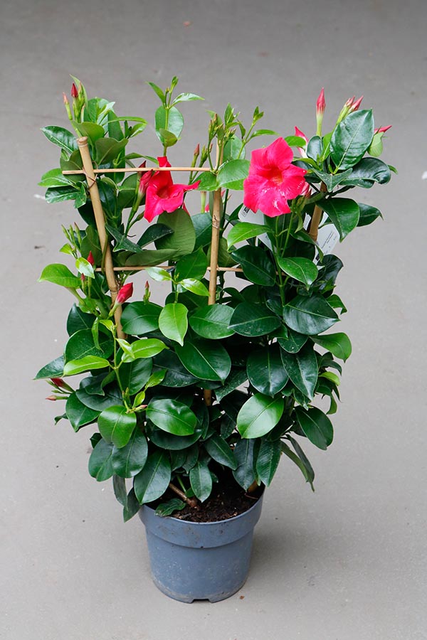 Dipladenia hybrida Red Sundeville