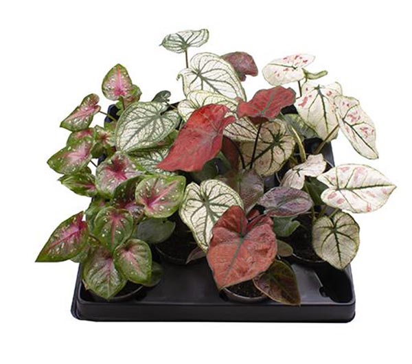 Caladium bicolor Mix