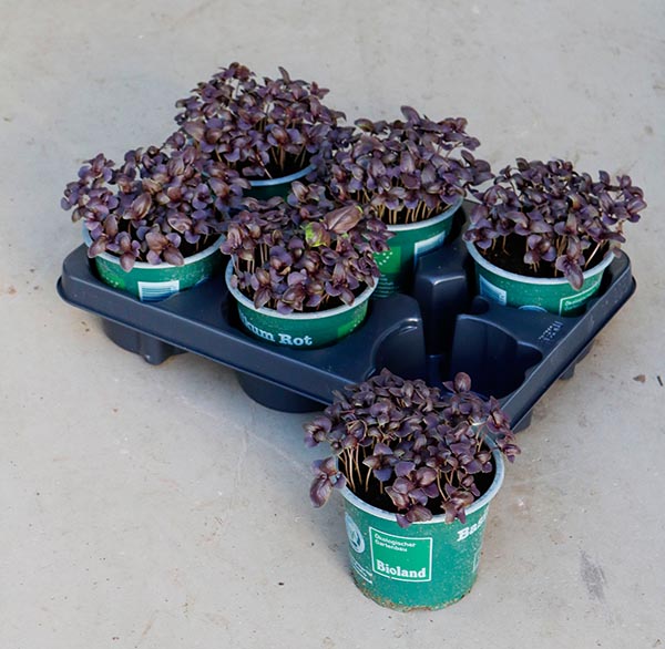 Ocimum basilicum Basilikum Rot Bio