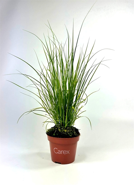 Carex brunnea GREEN