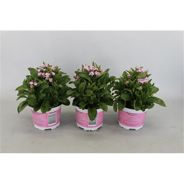 Myosotis alpestris Mon Amie Pink