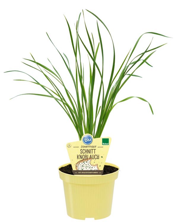 Allium tuberosum Bio-Schnittknoblauch