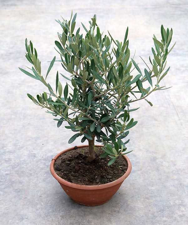 Olea europaea Schale