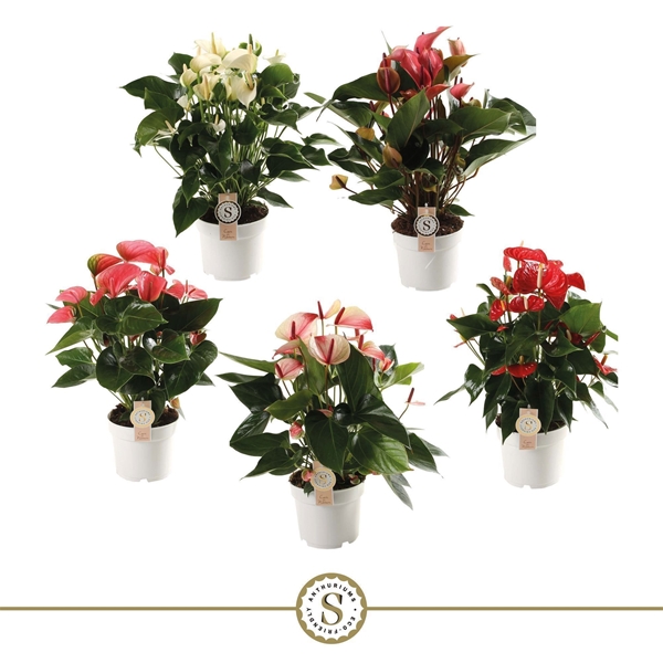 Anthurium andreanum Mixtray