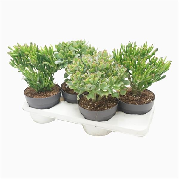 Crassula argentea Mix