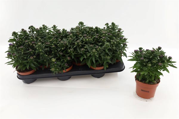 Aster novi-belgii Starletta Blue