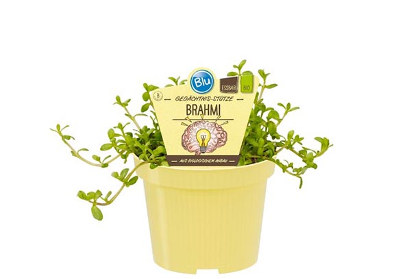 Bacopa monnieri Bio-Brahmi Gedächtnis-Stütze