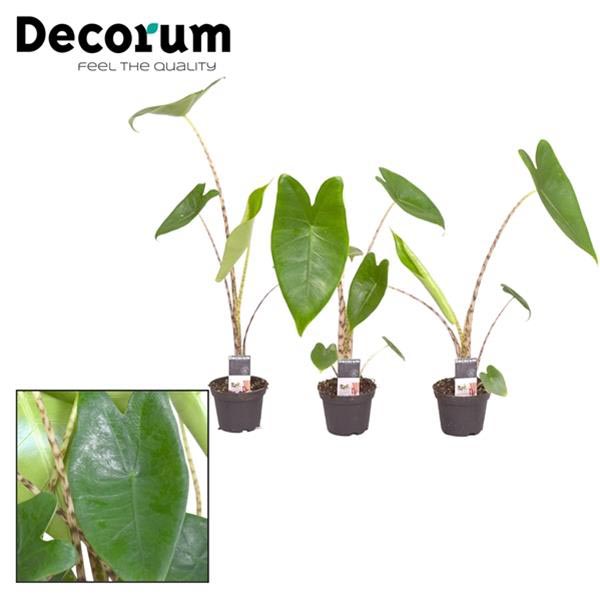 Alocasia amazonica Zebrina