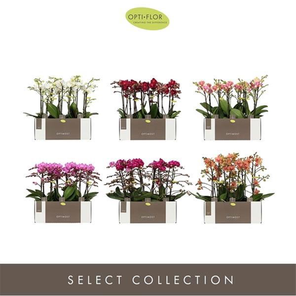Phalaenopsis hybrida Multiflora Optimost Mix