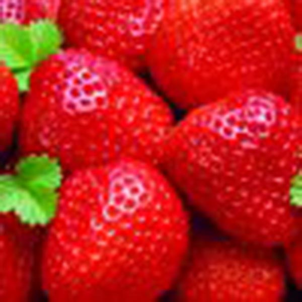 Fragaria ananassa Ostara