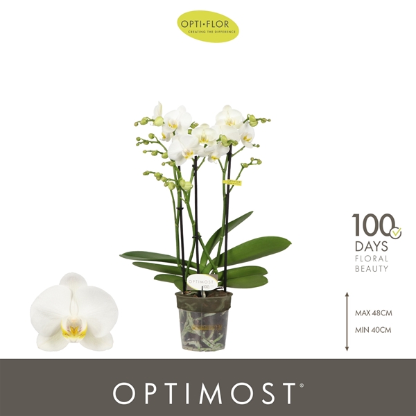 Phalaenopsis hybrida Multiflora Zeus