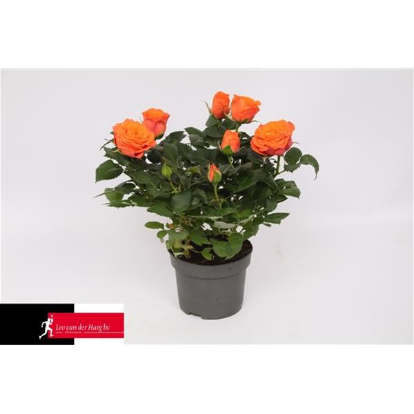 Rosa hybrida Grande Bengali