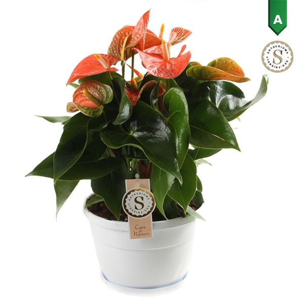 Anthurium andreanum Orange Champion