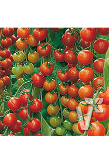 Solanum lycopersicum Sanvitos veredelt