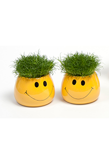 Sagina subulata Smiley