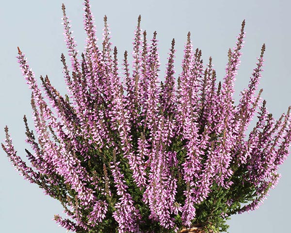 Calluna vulgaris Hilda