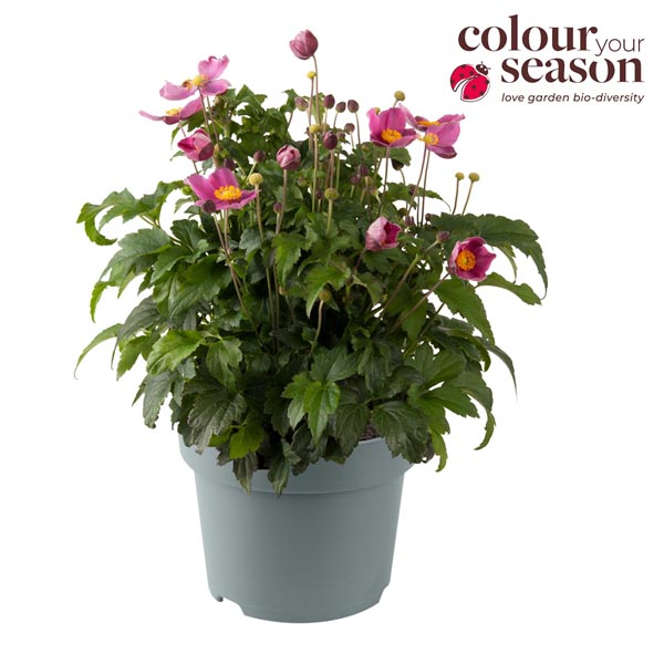 Anemone hupehensis Emmy