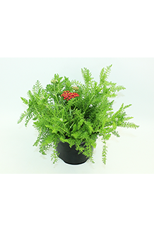 Achillea millefolium
