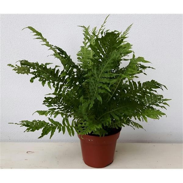 Blechnum gibbum Silver Lady