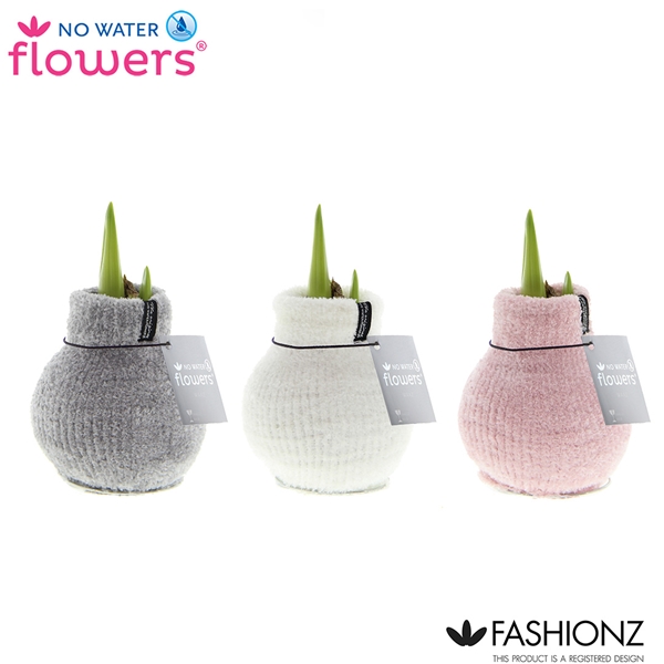 Amaryllis bella-donna Wax Happy Sox Cozy Fluffy R. B