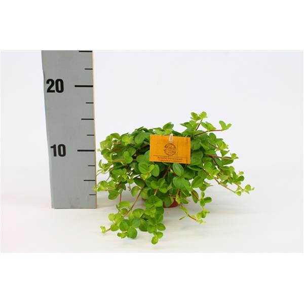 Peperomia rotundifolia