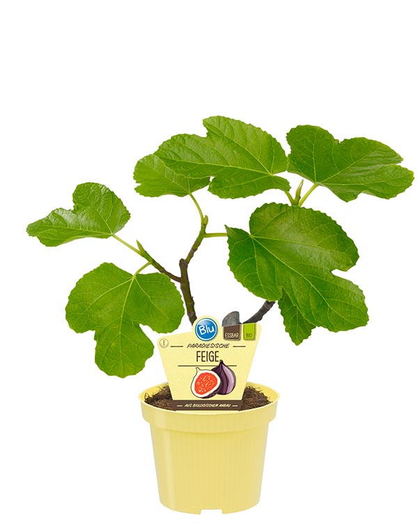 Ficus carica Bio-Feige