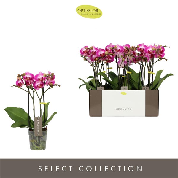 Phalaenopsis hybrida Multiflora Bing