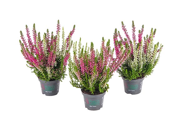Calluna vulgaris Twins