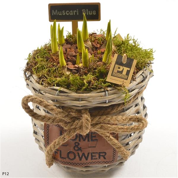 Arra. Muscari Blue Magic PTMB6264