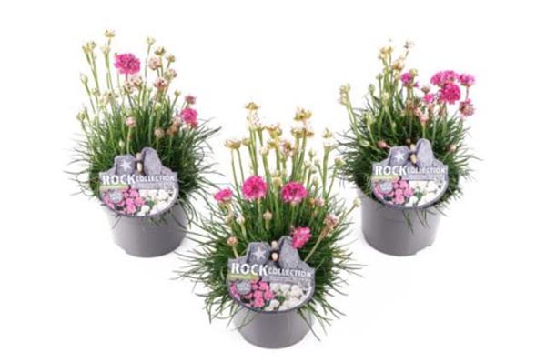 Armeria maritima TWIN