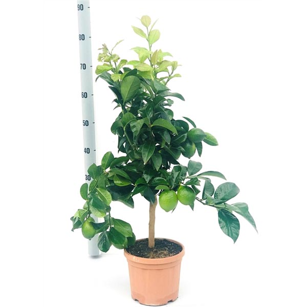 Citrus limon
