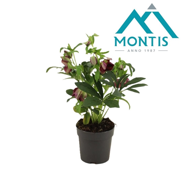 Helleborus orientalis Early Red