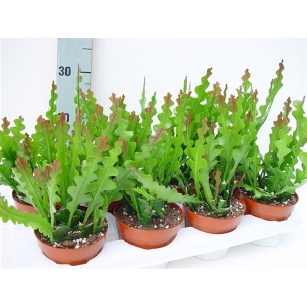 Epiphyllum anguliger
