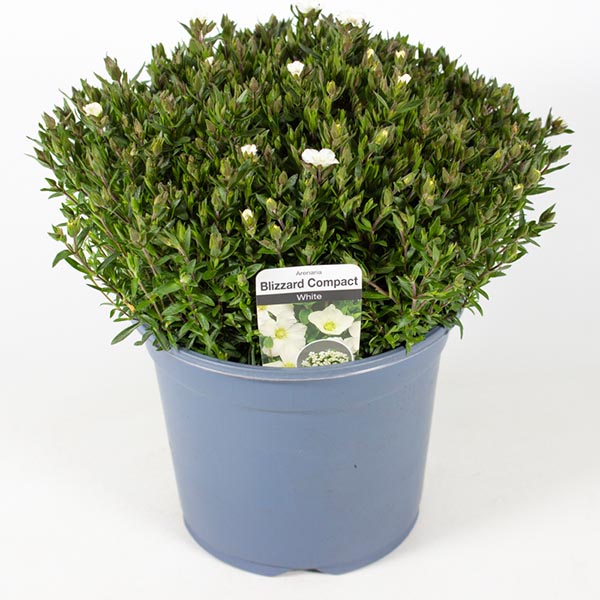 Arenaria montana