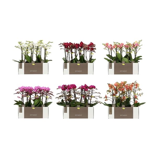 Phalaenopsis hybrida Multiflora Optimost Mix