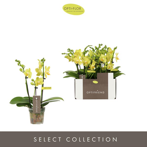 Phalaenopsis hybrida Vayenne