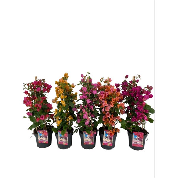 LG-PAKET Bougainvillea Pyramide Mix