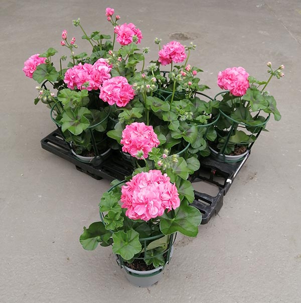 Pelargonium peltatum Rosa Gefüllt