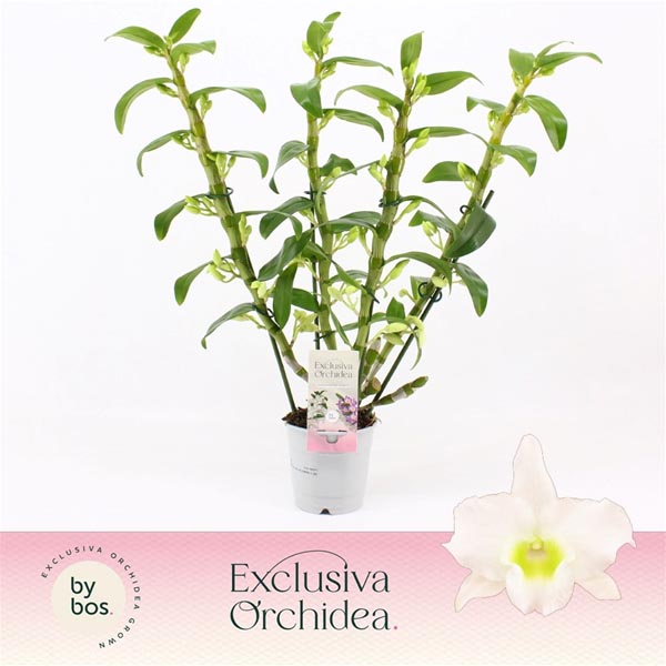Dendrobium hybrida Nobile Apollon