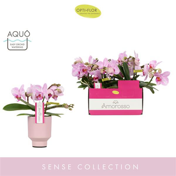 Phalaenopsis hybrida Amorosso In Pink Emilia