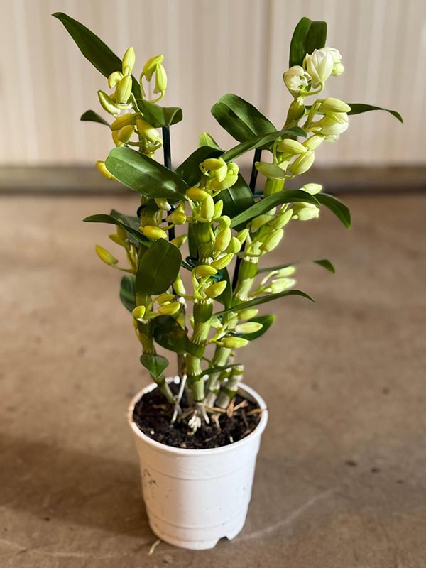 Dendrobium hybrida Nobile Apollon