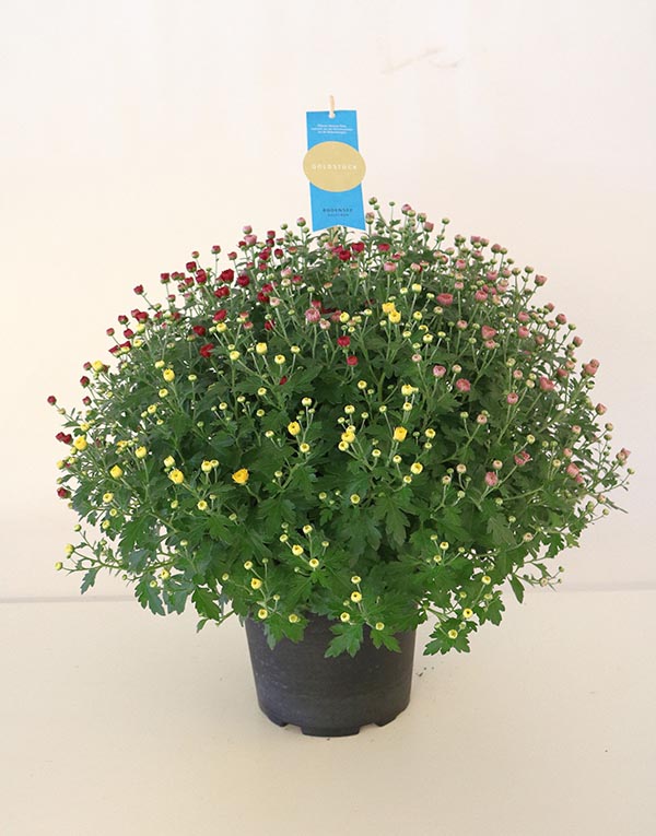 Chrysanthemum indicum Carneval Gardenmums