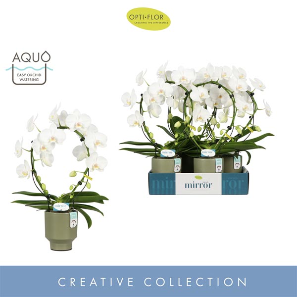 Phalaenopsis hybrida Miracle Aurora In Green