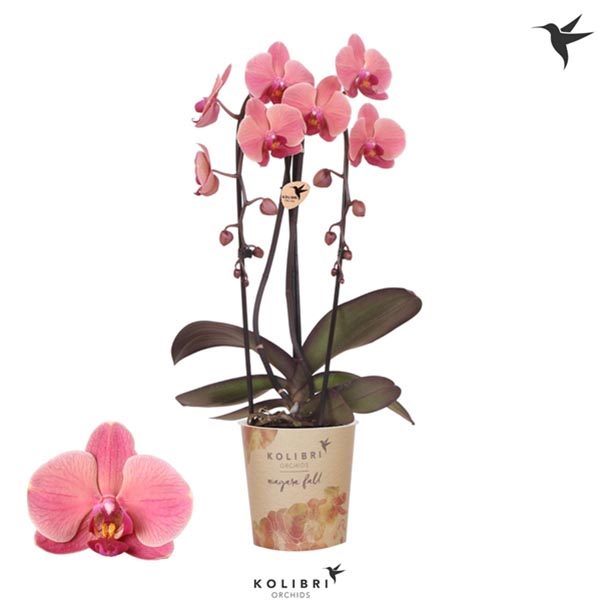 Phalaenopsis hybrida Niagara Fall Orange