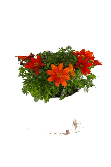 Bidens ferulifolia MIX